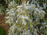 Leptospermum flavescens ‘Cardwell Pink’ TUBESTOCK