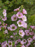 Leptospermum rotundifolium - Round-leafed Native Tea Tree