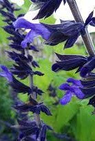 Salvia 'Blue abyss' TUBESTOCK - Non Native