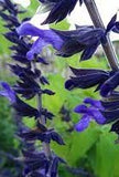 Salvia 'Blue abyss' TUBESTOCK - Non Native