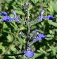 Salvia Chamaedryoides TUBESTOCK - Non Native