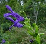 Salvia guaranitica 'Violet eyes' TUBESTOCK - Non Native