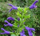 Salvia guaranitica 'Violet eyes' TUBESTOCK - Non Native
