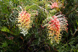 Grevillea strawberry sundae