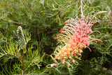 Grevillea strawberry sundae