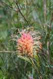 Grevillea strawberry sundae