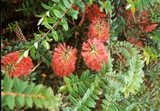 Melaleuca hypericifolia TUBESTOCK