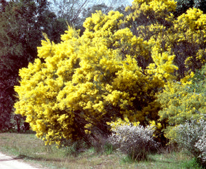 Acacia boormannii TUBESTOCK