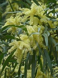 Acacia floribunda 50mmTUBESTOCK