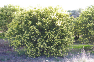 Acacia iteaphylla TUBESTOCK