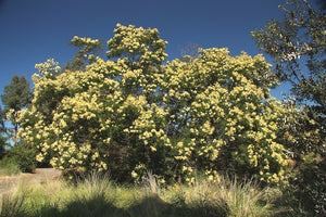 Acacia mearnsii TUBESTOCK
