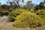 Acacia montana TUBESTOCK