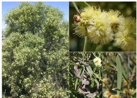 Acacia oswaldii TUBESTOCK