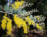 Acacia podalyriifolia TUBESTOCK