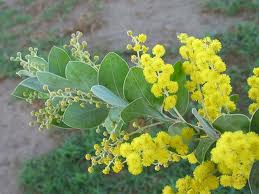 Acacia podalyriifolia TUBESTOCK