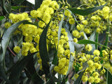 Acacia pycnantha TUBESTOCK