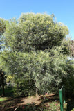 Acacia retinodes TUBESTOCK