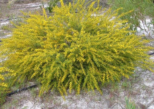 Acacia spathulifolia TUBESTOCK