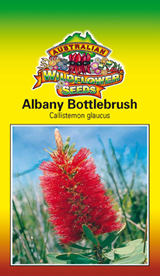 Callistemon glaucus - Albany Bottlebrush (SEEDS)