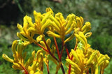 Anigozanthos flavidus Yellow Gem TUBESTOCK