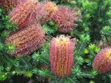 Banksia ericifolia DWARF TUBESTOCK