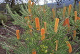 Banksia hybrid 'Giant Candles' TUBESTOCK