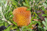 Banksia baueri TUBESTOCK