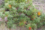 Banksia baueri TUBESTOCK