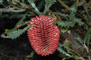Banksia caleyi TUBESTOCK