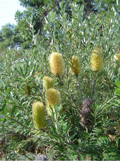 Banksia marginata TUBESTOCK