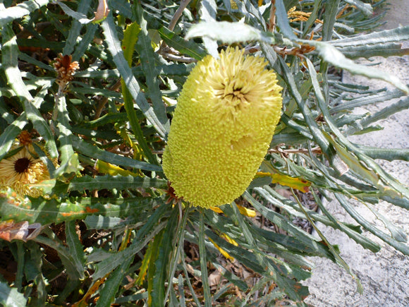 Banksia pilostylis  TUBESTOCK