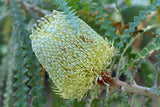 Banksia Speciosa Tubestock