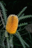 Banksia ashbyi  tubestock