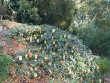 Banksia integrifolia prostrata roller coaster tubestock