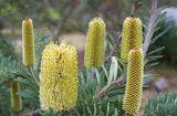 Banksia marginata 'Bright Flowers"tubestock