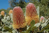 Banksia Menziesii Tubestock