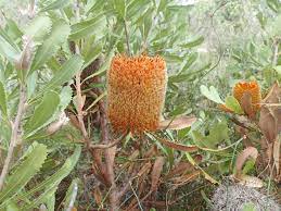 Banksia ornata Tubestock