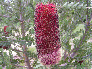 Banksia praemorsa (Burgundy) TUBESTOCK