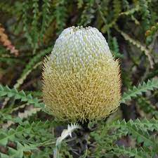 Banksia Speciosa Tubestock