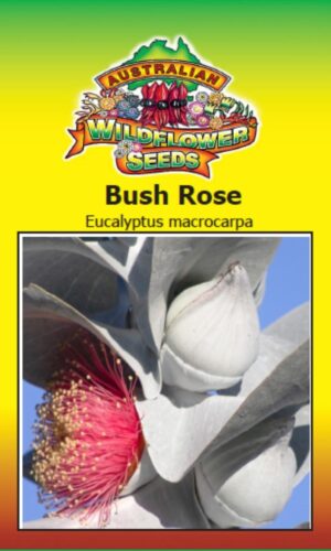 Eucalyptus macrocarpa - Bush Rose (SEEDS)