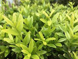 Buxus sempervirens 'longifolia'  Tubestock