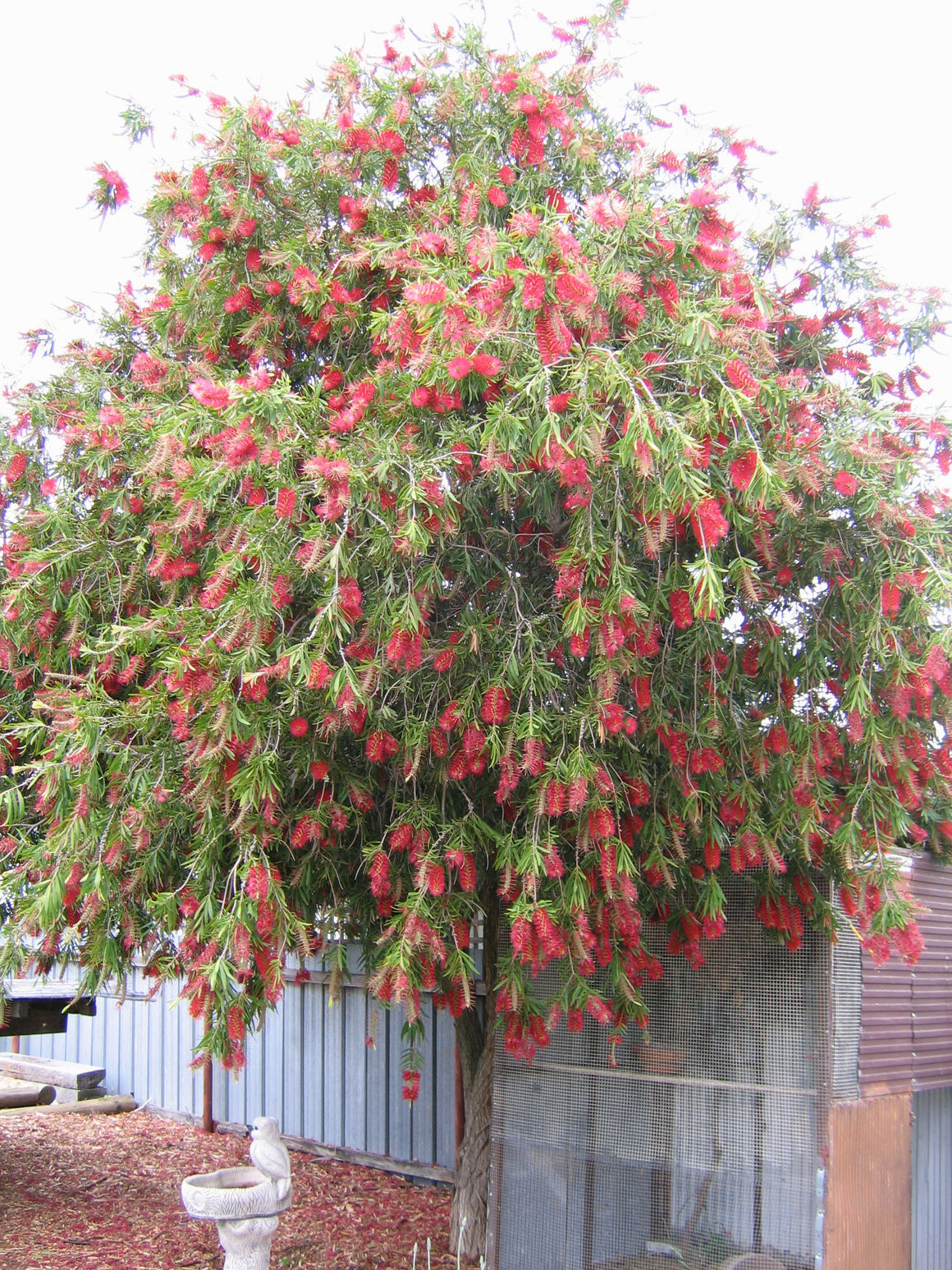 Callistemon – The Native Shop