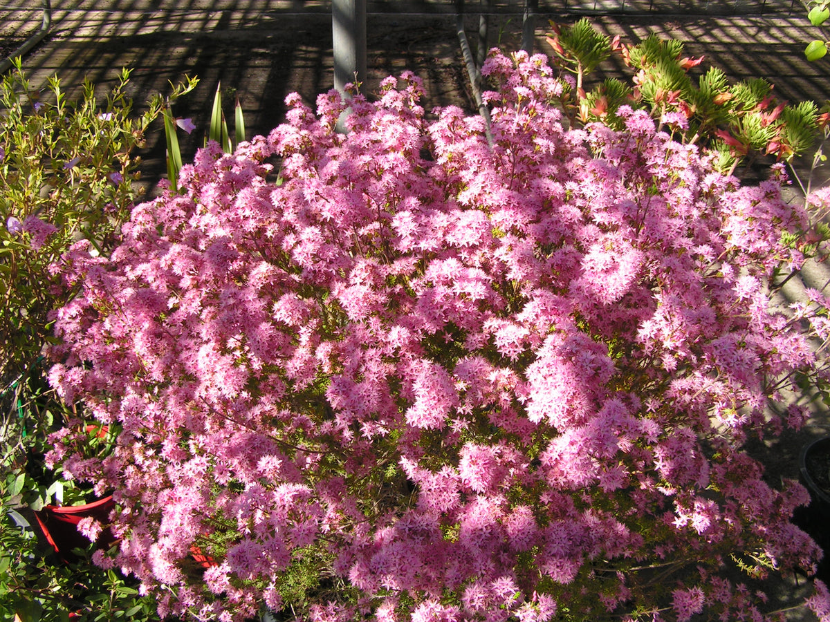 Calytrix tetragona compact pink – The Native Shop