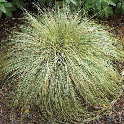 CAREX albula 'FROSTED CURLS'