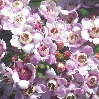 Chamelaucium x Verticordia 'Paddy's Pink' TUBESTOCK