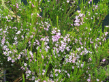 Coleonema pulchrum pink Tubestock - Non Native