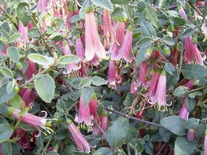 Correa aemula x pulchella 'Pink Frost' Tubestock