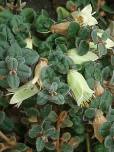 Correa reflexa var. nummularia - small leaf TUBESTOCK