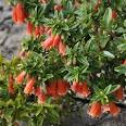 Correa pulchella Orange Glow Tubestock- Native