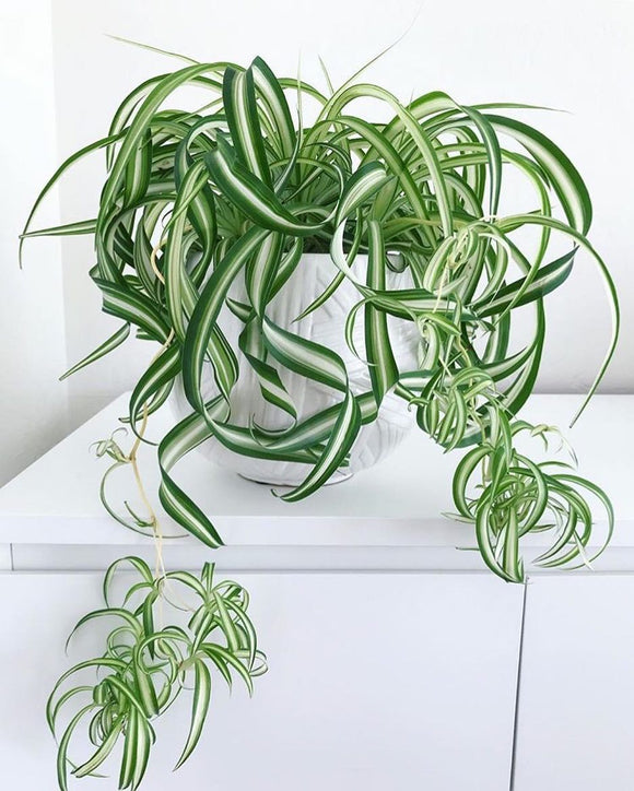 Curly Spider Plant - Chlorophytum comosum 70mm MIDI - Non Native